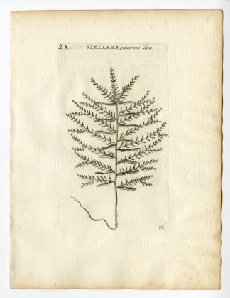 Rare Antique Print-STELLERA CHAMAEJASME-HIMALAYAN-PASSERINA-PL. 35-Belleval-1796