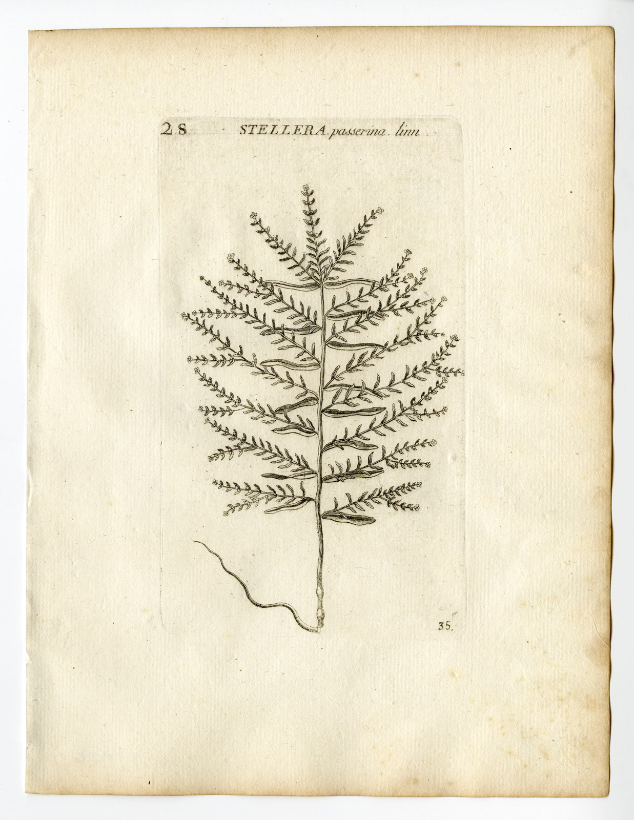 , Rare Antique Print-STELLERA CHAMAEJASME-HIMALAYAN-PASSERINA-PL. 35-Belleval-1796, Pictura Antique Prints