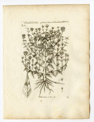 Rare Antique Print-CENTRANTHUS RUBER-RED VALERIAN-SPUR-PL. 36-Belleval-1796