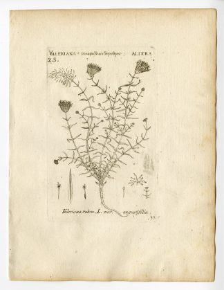 Rare Antique Print-VALERIANA ANGUSTIFOLIA-RUBRA-VARIETY-PL. 37-Belleval-1796