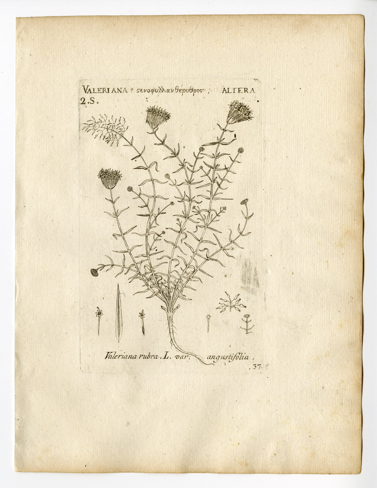 , Rare Antique Print-VALERIANA ANGUSTIFOLIA-RUBRA-VARIETY-PL. 37-Belleval-1796, Pictura Antique Prints