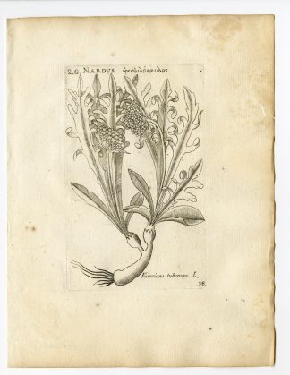 Rare Antique Print-VALERIANA TUBEROSA-TUBEROUS VALERIAN-PL. 38-Belleval-1796