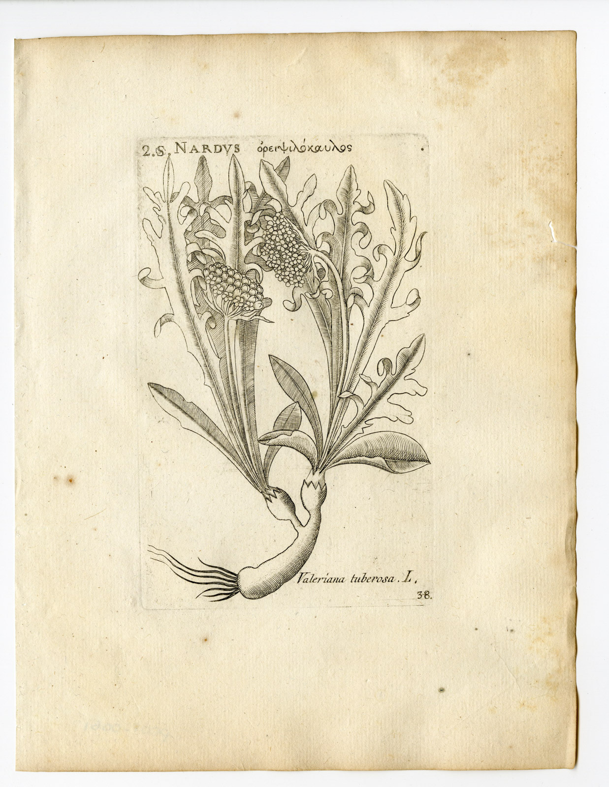 , Rare Antique Print-VALERIANA TUBEROSA-TUBEROUS VALERIAN-PL. 38-Belleval-1796, Pictura Antique Prints