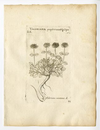 Rare Antique Print-VALERIANA MONTANA-MOUNTAIN VALERIAN-PL. 39-Belleval-1796