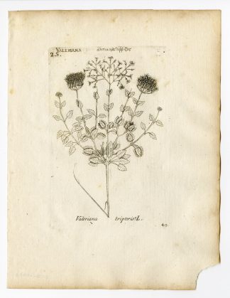 Rare Antique Print-VALERIANA TRIPTERIS-THREE LEAVED VALERIAN-P. 40-Belleval-1796