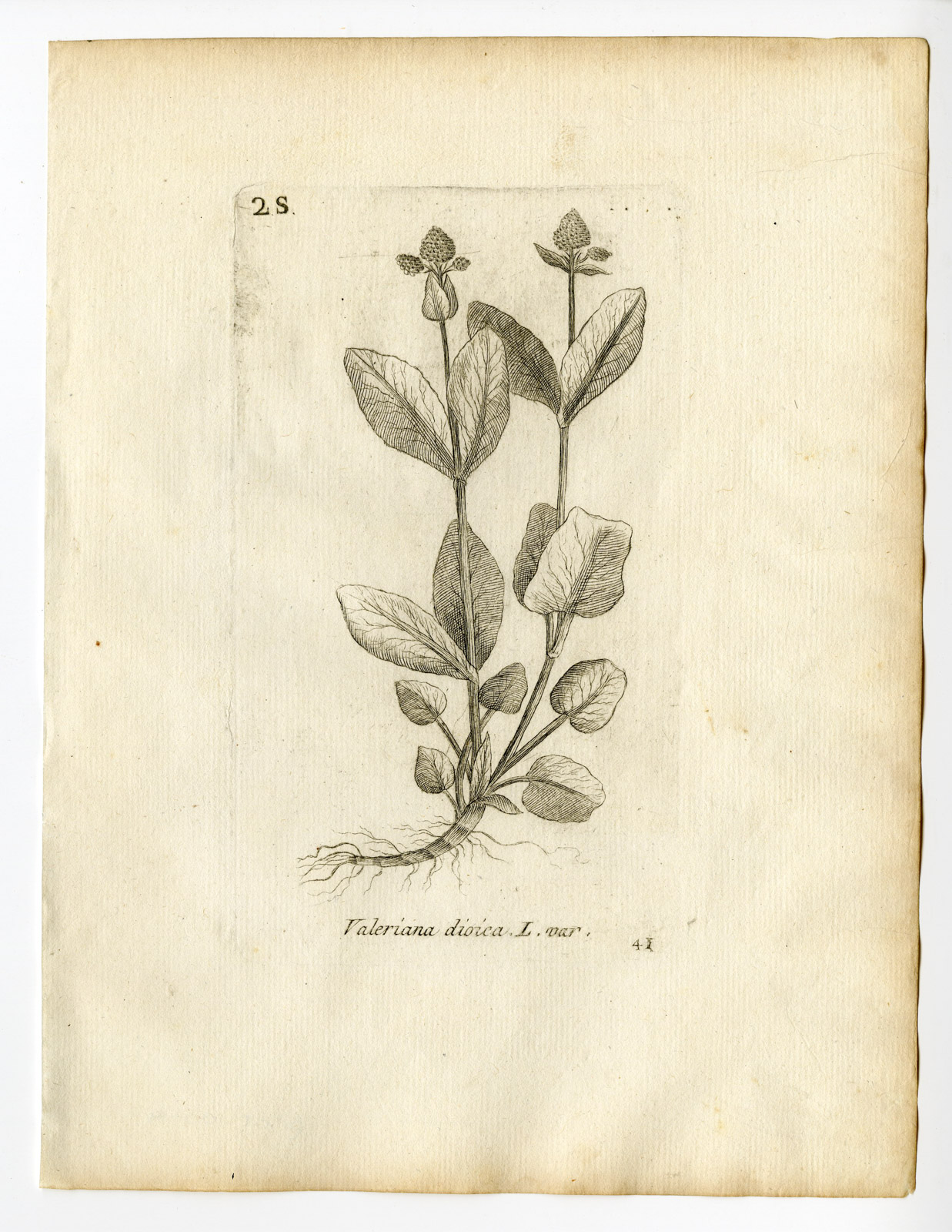 , Rare Antique Print-VALERIANA DIOICA-MARSH VALERIAN-PL. 41-Belleval-1796, Pictura Antique Prints