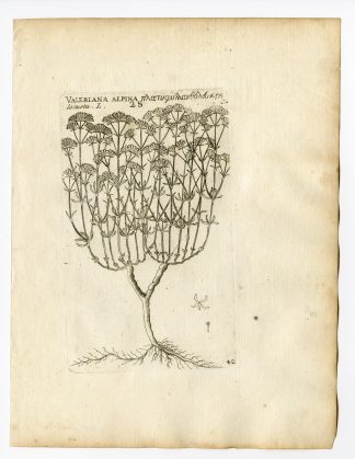 Rare Antique Print-VALERIANA ALPINA LOCUSTA-MOUNTAIN VALERIAN-P.42-Belleval-1796