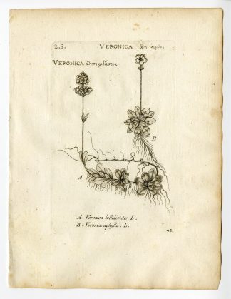 Rare Antique Print-VERONICA BELLIDIOIDES-VIOLET SPEEDWELL-P. 43-Belleval-1796