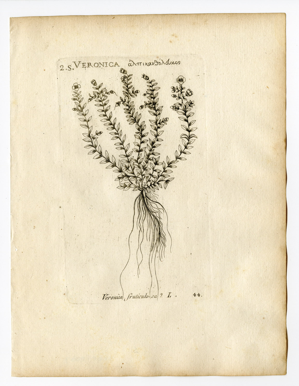 , Rare Antique Print-VERONICA FRUTICULOSA-SPEEDWELL-PL. 44-Belleval-1796, Pictura Antique Prints