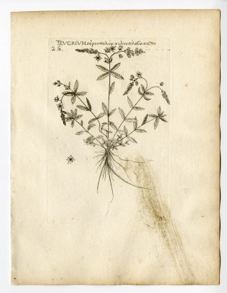 Rare Antique Print-TEUCRIUM-GERMANDER SPECIES-PL. 45-Belleval-1796