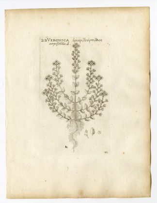 Rare Antique Print-VERONICA SERPYLLIFOLIA-THYMELEAF SPEEDWELL-P.46-Belleval-1796