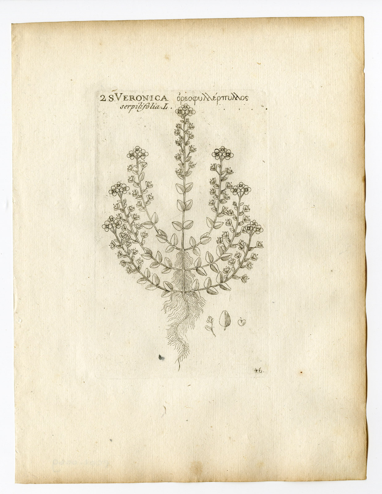 , Rare Antique Print-VERONICA SERPYLLIFOLIA-THYMELEAF SPEEDWELL-P.46-Belleval-1796, Pictura Antique Prints