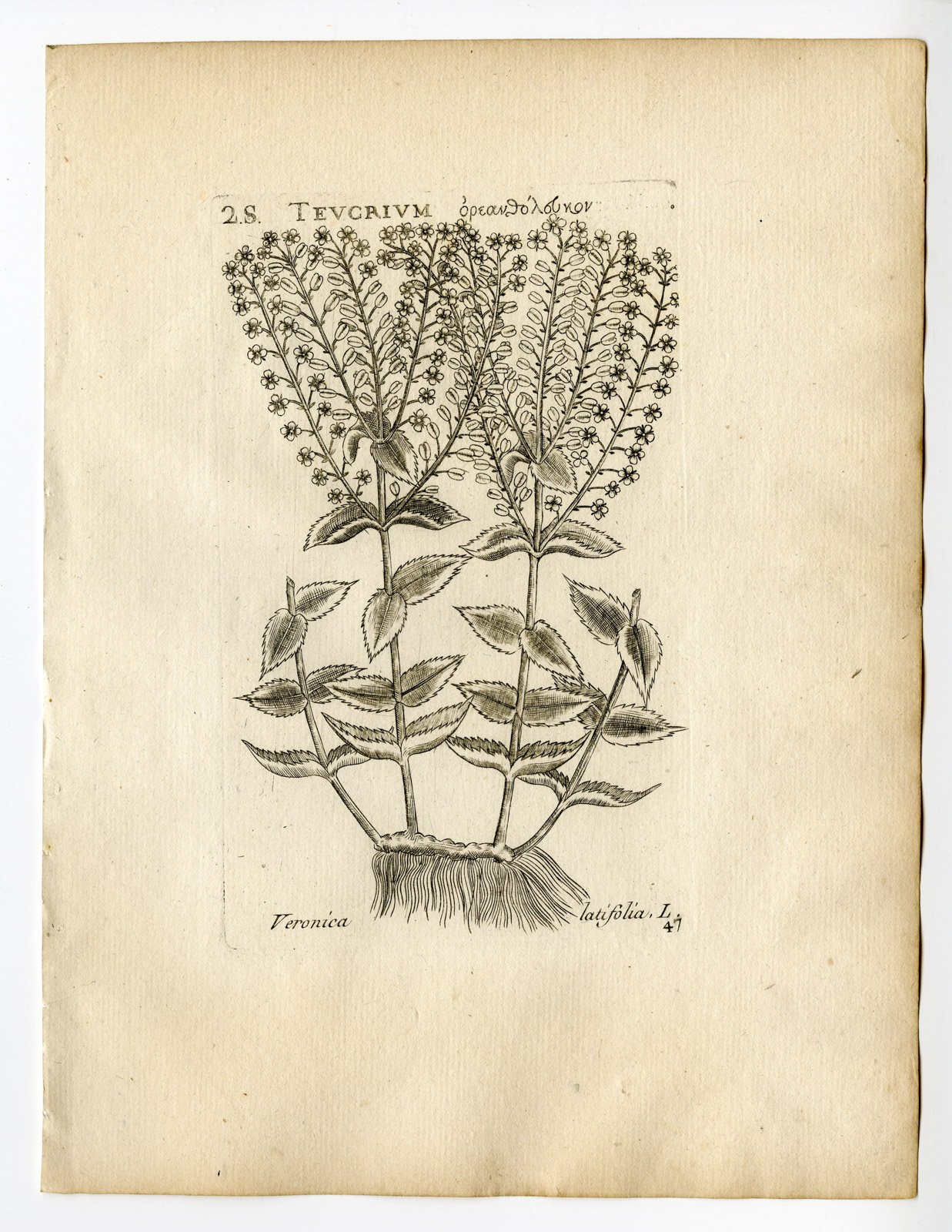 , Rare Antique Print-VERONICA LATIFOLIA-HUNGARIAN SPEEDWELL-PL. 47-Belleval-1796, Pictura Antique Prints