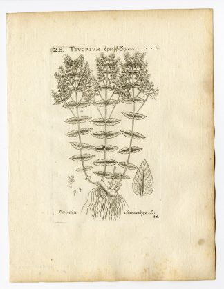 Rare Antique Print-VERONICA CHAMAEDRYS-GERMANDER SPEEDWELL-PL. 48-Belleval-1796