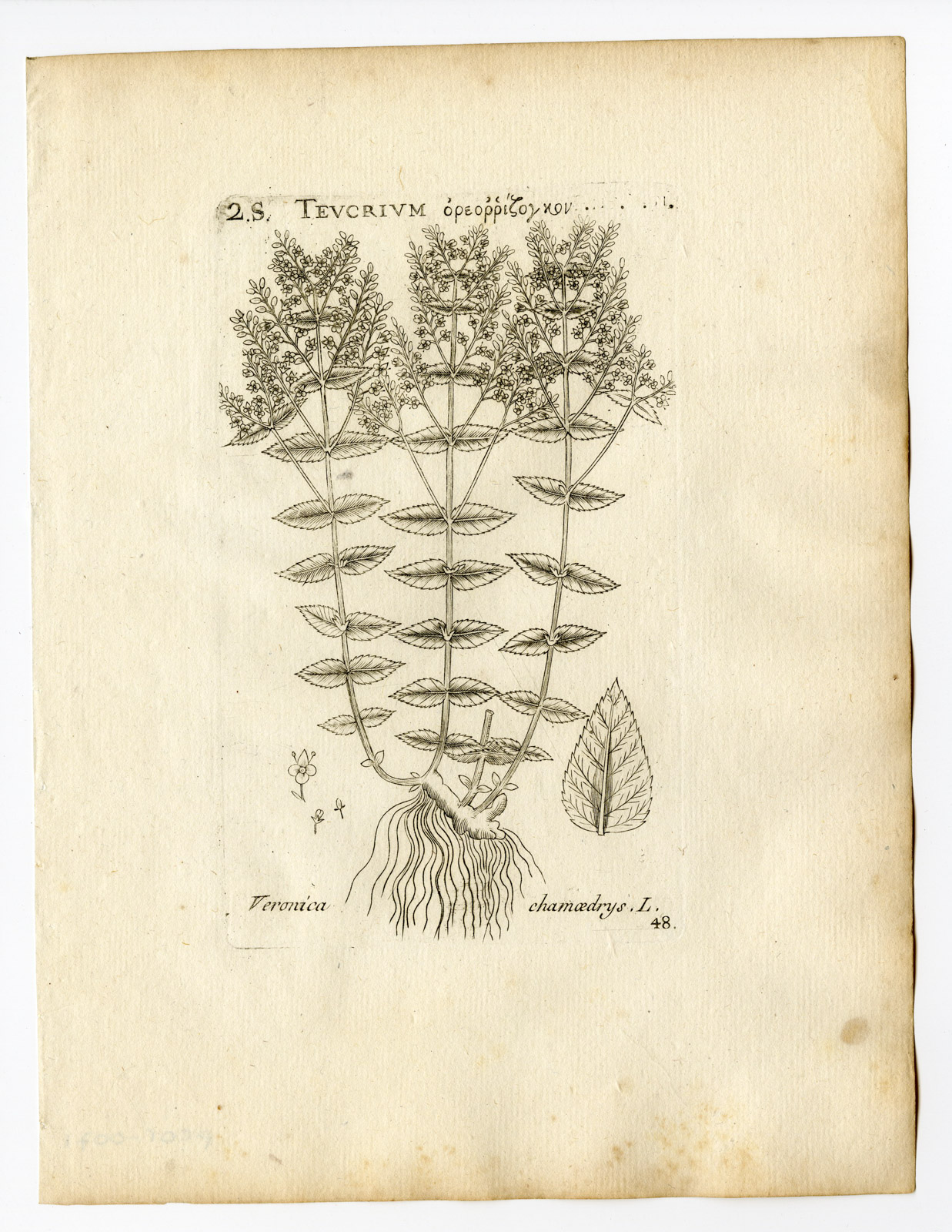 , Rare Antique Print-VERONICA CHAMAEDRYS-GERMANDER SPEEDWELL-PL. 48-Belleval-1796, Pictura Antique Prints