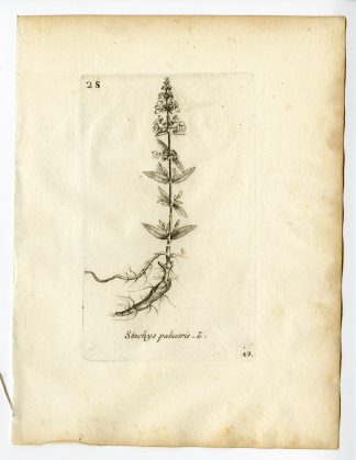 Rare Antique Print-STACHYS PALUSTRIS-MARSH WOUNDWORT-PL. 49-Belleval-1796