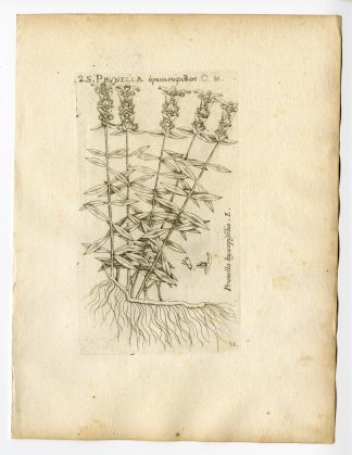 Rare Antique Print-PRUNELLA HYSSOPIFOLIA-SELF HEAL-PL. 51-Belleval-1796