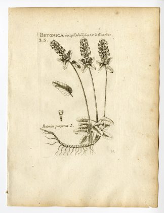 Rare Antique Print-BETONICA OFFICINALIS-PURPLE BETONY-PL. 53-Belleval-1796