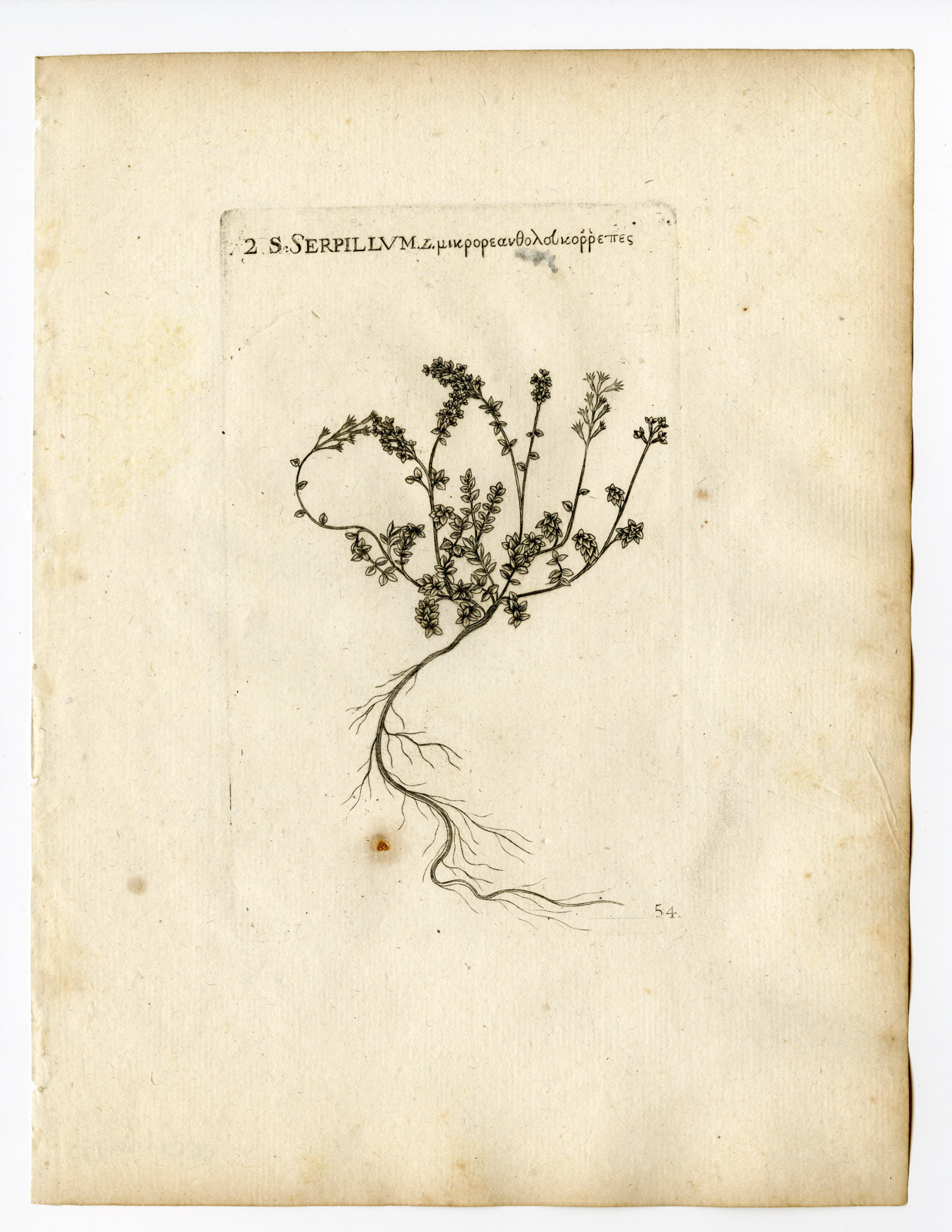 , Rare Antique Print-THYMUS SERPYLLUM-BRECKLAND WILD THYME-PL. 54-Belleval-1796, Pictura Antique Prints