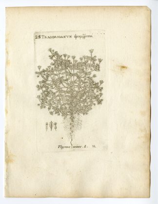Rare Antique Print-CLINOPODIUM ACINOS-BASIL THYME-PL. 55-Belleval-1796