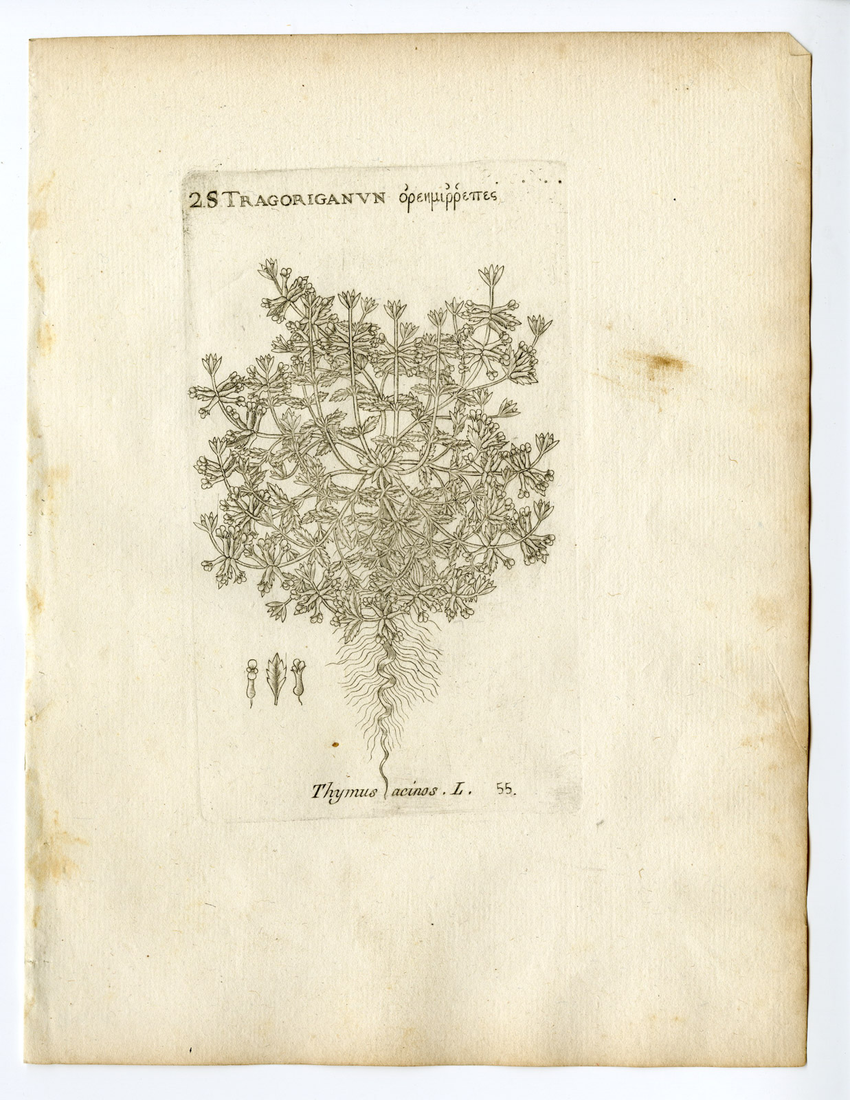 , Rare Antique Print-CLINOPODIUM ACINOS-BASIL THYME-PL. 55-Belleval-1796, Pictura Antique Prints