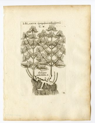 Rare Antique Print-LAMIUM GALEOBDOLON-YELLOW ARCHANGEL-PL. 56-Belleval-1796