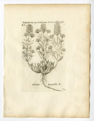 Rare Antique Print-SIDERITIS HYSSOPIFOLIA-MOUNTAIN IRONWORT-PL. 57-Belleval-1796