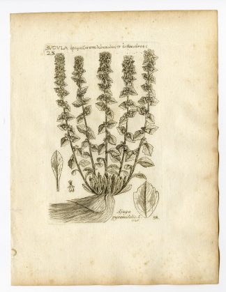 Rare Antique Print-AJUGA PYRAMIDALIS-PYRAMIDAL BUGLE-PL. 58-Belleval-1796