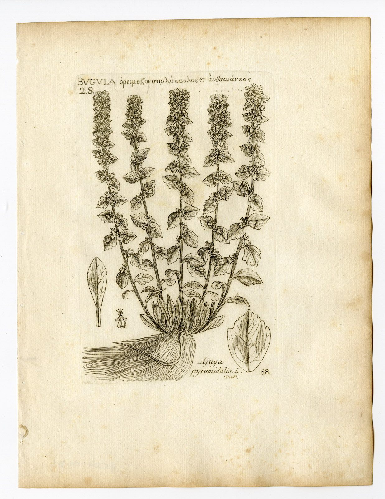 , Rare Antique Print-AJUGA PYRAMIDALIS-PYRAMIDAL BUGLE-PL. 58-Belleval-1796, Pictura Antique Prints