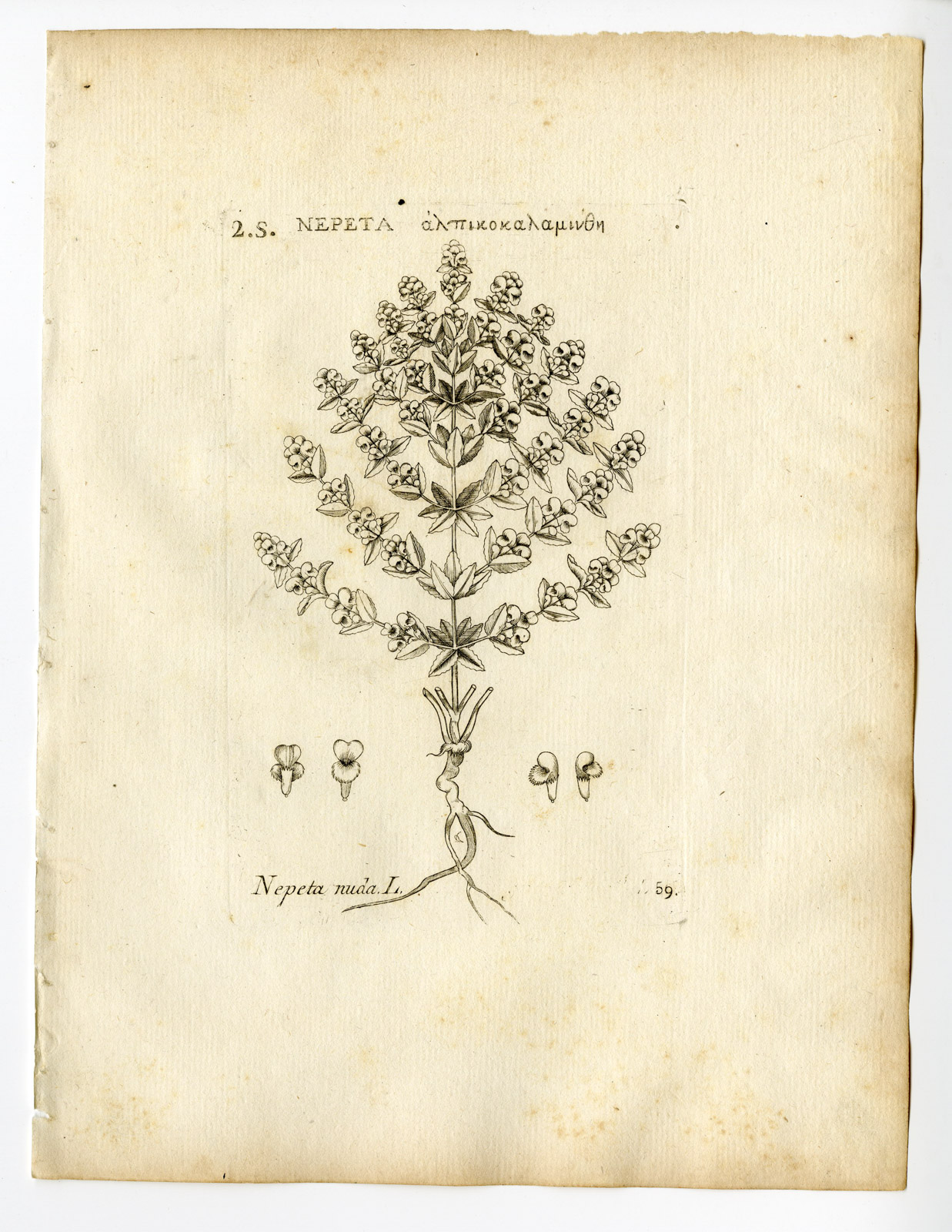 , Rare Antique Print-NEPETA NUDA-CATNIP-CATMINT-PL. 59-Belleval-1796, Pictura Antique Prints