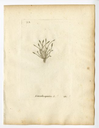 Rare Antique Print-LIMOSELLA AQUATICA-WATER MUDWORT-PL. 63-Belleval-1796