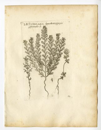 Rare Antique Print-EUPHRASIA ROSTKOVIANA-EYEBRIGHT-EYEWORT-PL. 65-Belleval-1796