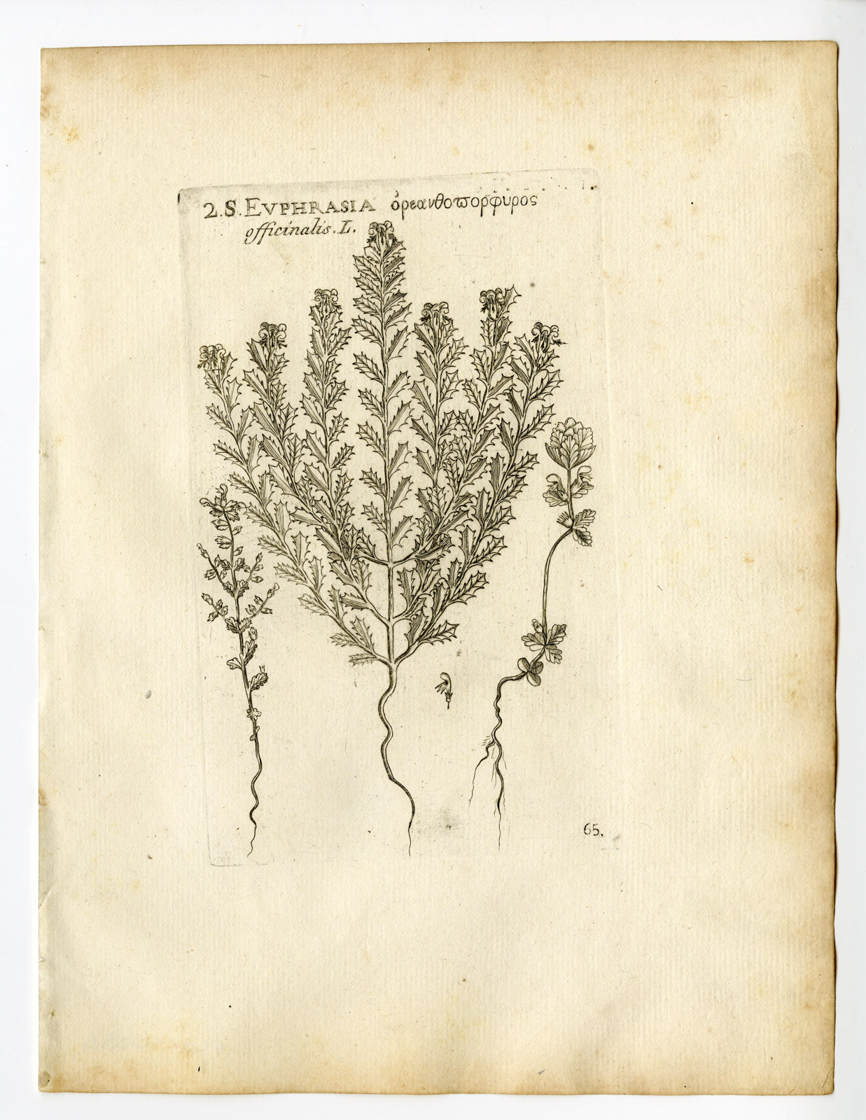 , Rare Antique Print-EUPHRASIA ROSTKOVIANA-EYEBRIGHT-EYEWORT-PL. 65-Belleval-1796, Pictura Antique Prints