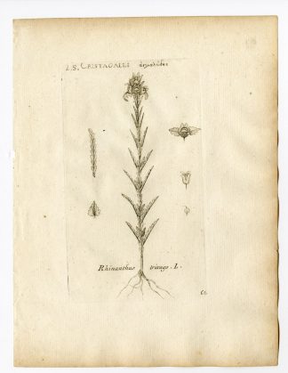 Rare Antique Print-BARTSIA TIXAGO-MEDITERRANEAN LINESEED-PL. 66-Belleval-1796