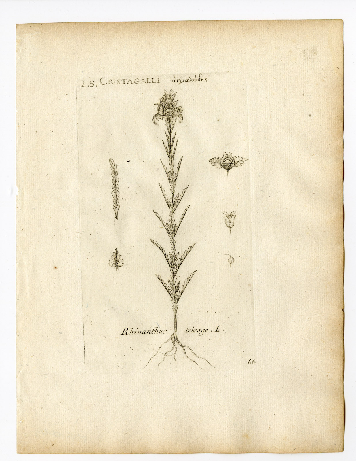 , Rare Antique Print-BARTSIA TIXAGO-MEDITERRANEAN LINESEED-PL. 66-Belleval-1796, Pictura Antique Prints