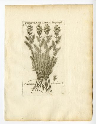 Rare Antique Print-PEDICULARIS INCARNATA-BROOMRAPE-PL. 67-Belleval-1796