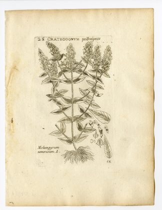 Rare Antique Print-MELAMPYRUM NEMOROSUM-NIGHT AND DAY-PL. 68-Belleval-1796