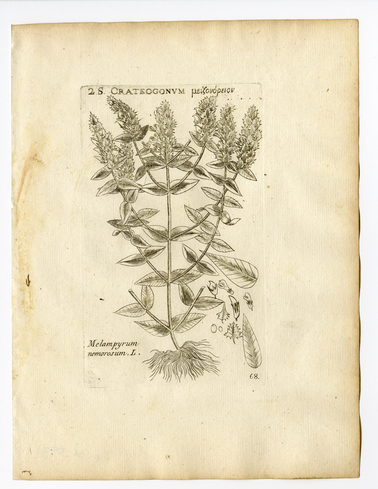 , Rare Antique Print-MELAMPYRUM NEMOROSUM-NIGHT AND DAY-PL. 68-Belleval-1796, Pictura Antique Prints