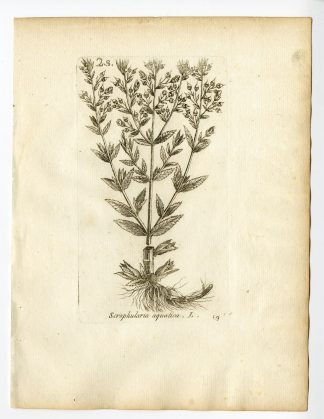 Rare Antique Print-SCROPHULARIA AQUATICA-WATER FIGWORT-PL. 69-Belleval-1796