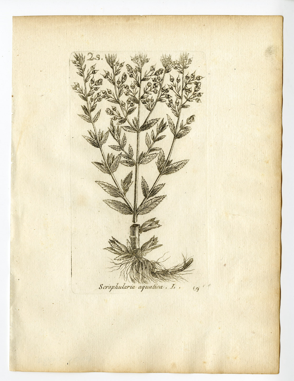 , Rare Antique Print-SCROPHULARIA AQUATICA-WATER FIGWORT-PL. 69-Belleval-1796, Pictura Antique Prints