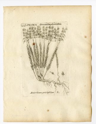 Rare Antique Print-LINARIA GENISTIFOLIA-BROOM LEAVED TOADFLAX-P70-Belleval-1796