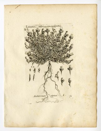 Rare Antique Print-LINARIA ALPINA-ALPINE TOADFLAX-PL. 71-Belleval-1796
