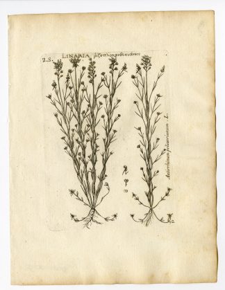 Rare Antique Print-LINARIA PELISSERIANA-PELISSER`S TOADFLAX-PL. 72-Belleval-1796