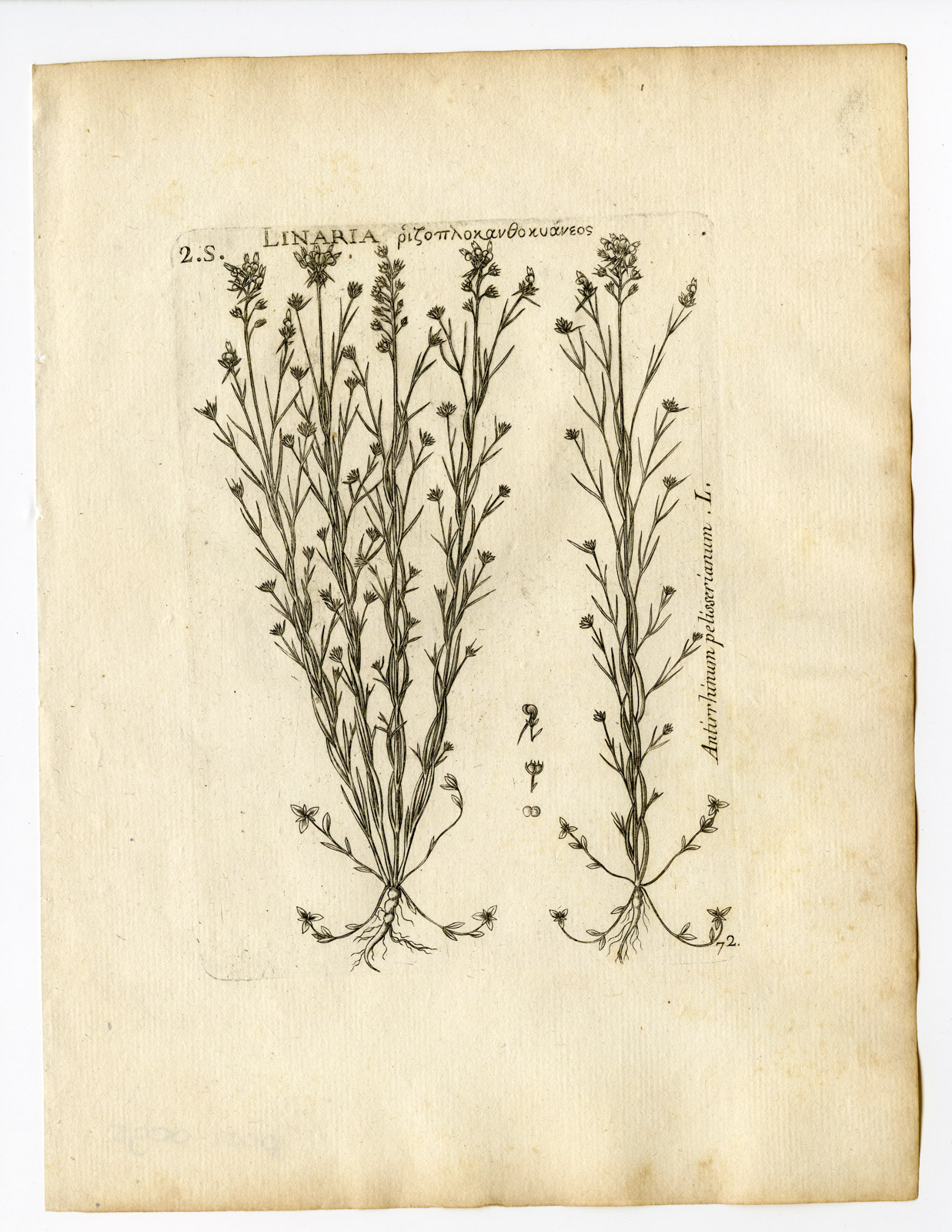 , Rare Antique Print-LINARIA PELISSERIANA-PELISSER`S TOADFLAX-PL. 72-Belleval-1796, Pictura Antique Prints