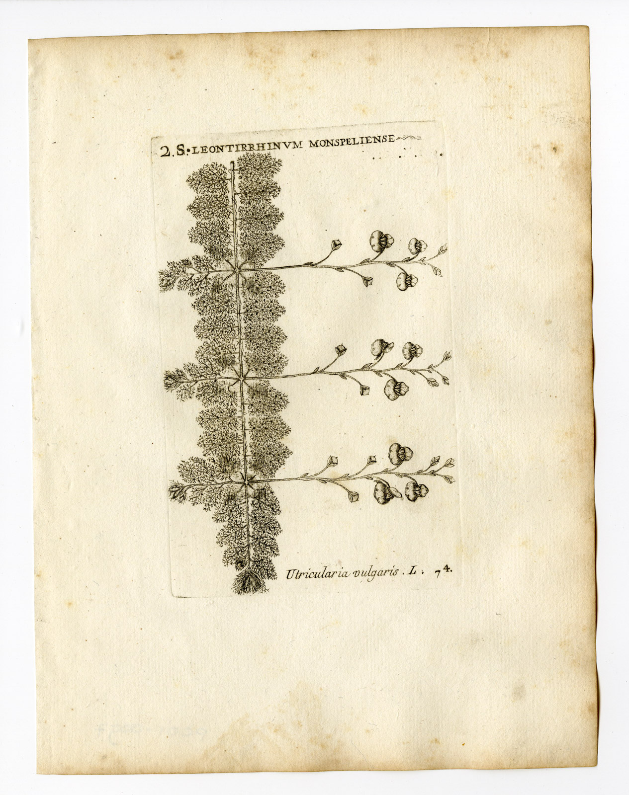 , Rare Antique Print-UTRICULARIA VULGARIS-GREATER BLADDERWORT-PL. 74-Belleval-1796, Pictura Antique Prints
