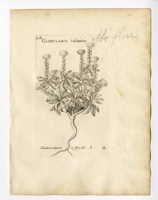Rare Antique Print-GLOBULARIA VULGARIS-GLOBE DAISY-PL. 75-Belleval-1796