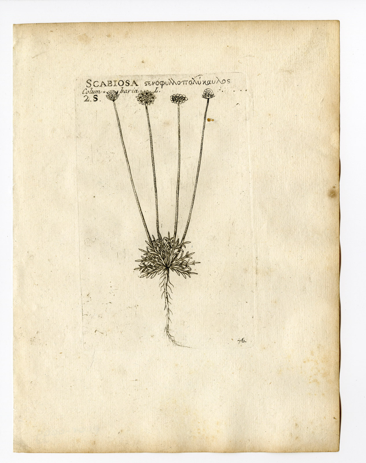 , Rare Antique Print-SCABIOSA COLUMBARIA-SMALL SACBIOUS-FLOWER-PL.76-Belleval-1796, Pictura Antique Prints