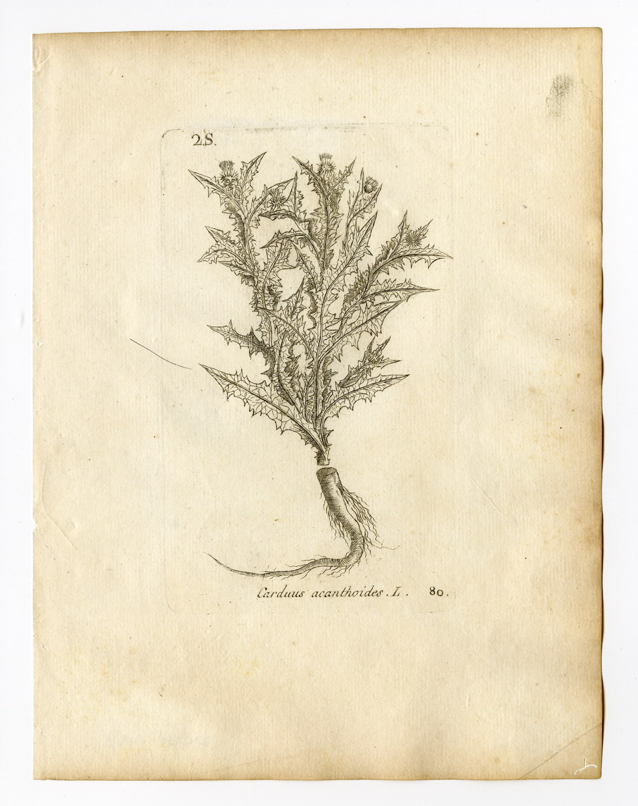, Rare Antique Print-CARDUUS ACANTHOIDES-SPINY PLUMELESS THISTLE-P80-Belleval-1796, Pictura Antique Prints