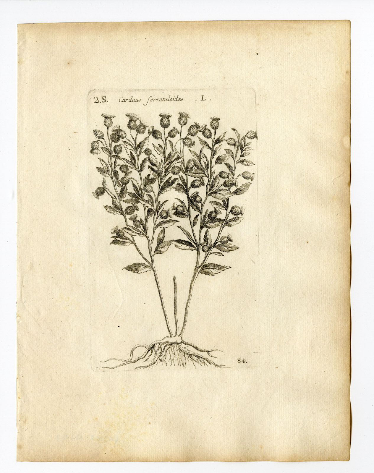 , Rare Antique Print-CARDUUS FERRATULOIDES-THISTLE-PL. 84-Belleval-1796, Pictura Antique Prints