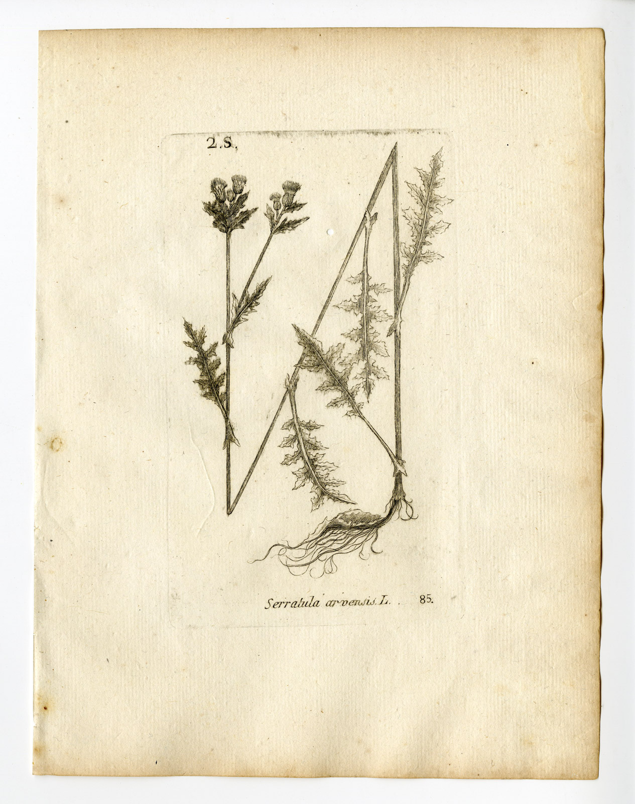 , Rare Antique Print-CIRSIUM ARVENSE-CREEPING THISTLE-PL. 85-Belleval-1796, Pictura Antique Prints